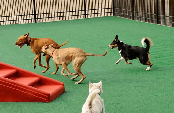 dog boarding in rochester hills with outdoor play area